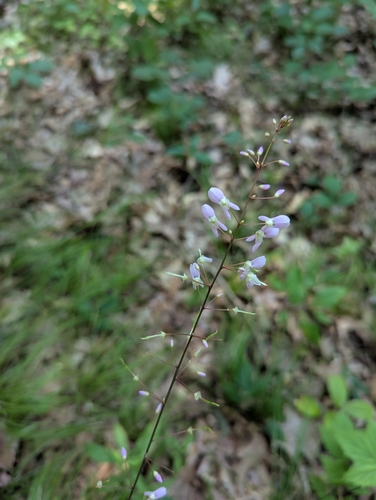 naked-flowered tick-trefoil (Hylodesmum nudiflorum)