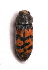 Acmaeodera wittmeri