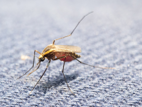 Aedes lineatopennis