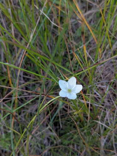 fen grass of Parnassus (Parnassia glauca)
