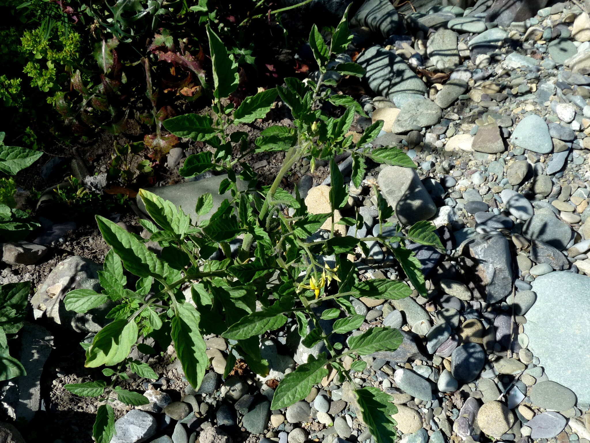 Solanum lycopersicum