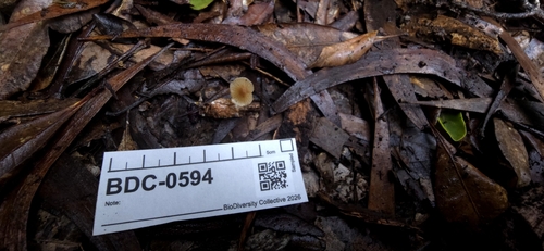 Collybiopsis subpruinosa, 2026-01-06