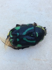 Chlorobapta frontalis