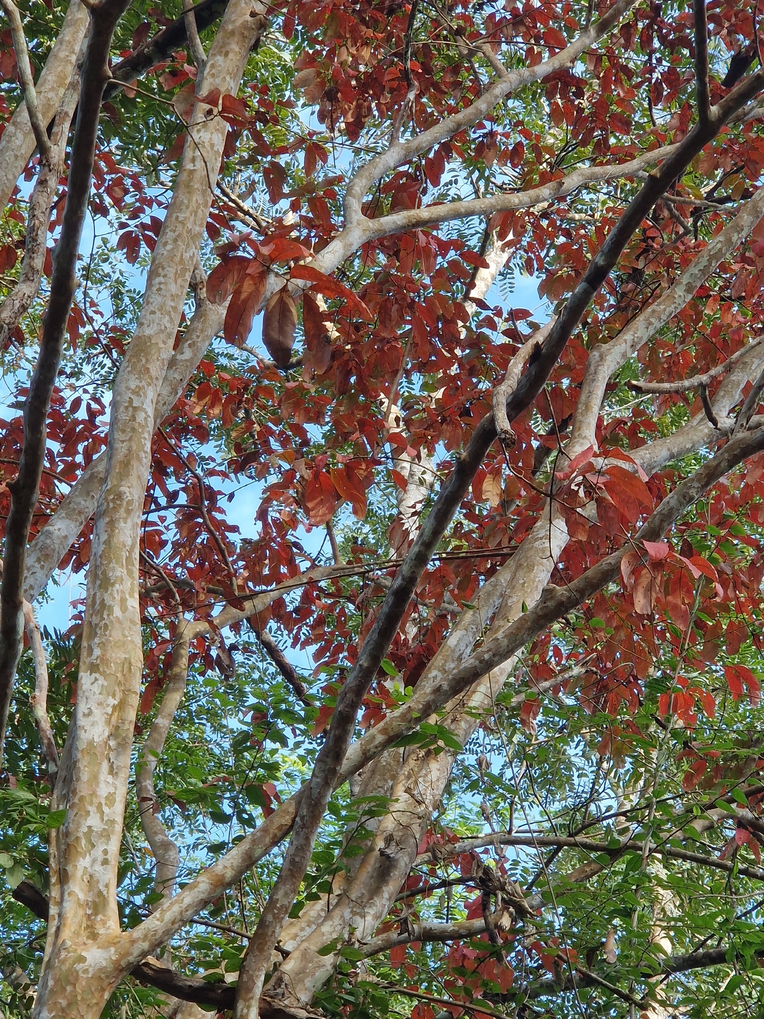 Thao lao (Lagerstroemia calyculata)