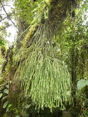 Phlegmariurus echinatus