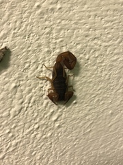 Centruroides ochraceus
