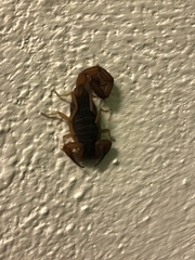 Centruroides ochraceus