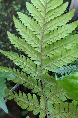 Ctenitis subglandulosa, photograph 3