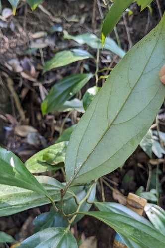 Cryptocarya chinensis, photograph 6