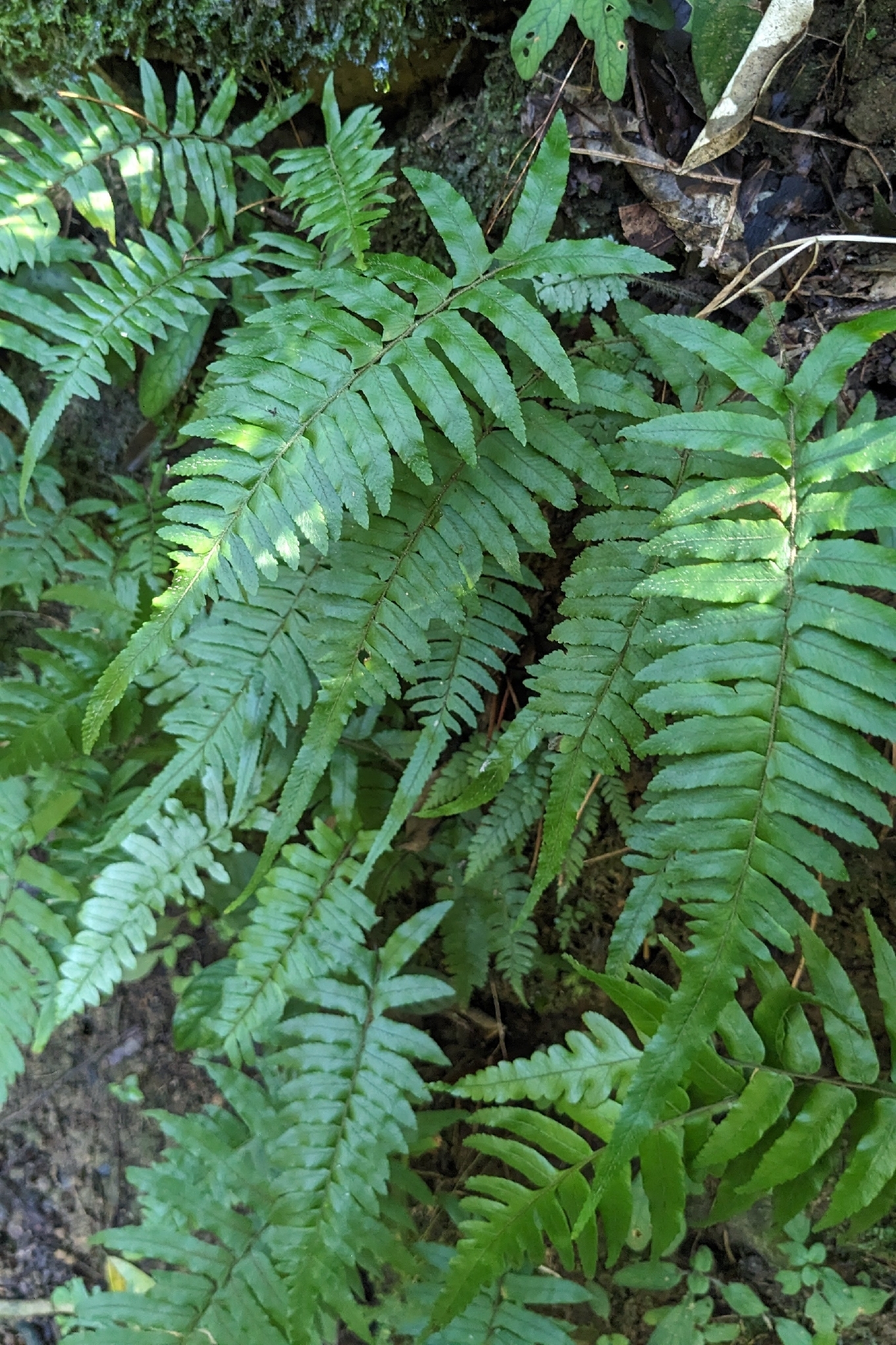 Microlepia hookeriana