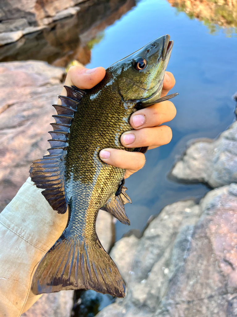 Dillie Grunter