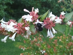 Bombus pauloensis