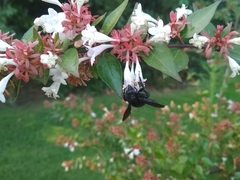 Bombus pauloensis