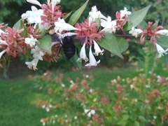 Bombus pauloensis