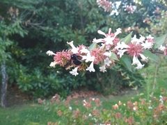 Bombus pauloensis
