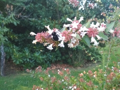 Bombus pauloensis