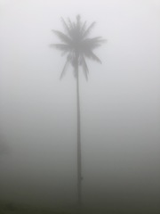 Ceroxylon quindiuense