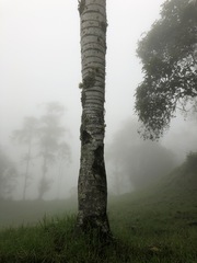 Ceroxylon quindiuense