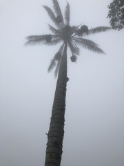 Ceroxylon quindiuense