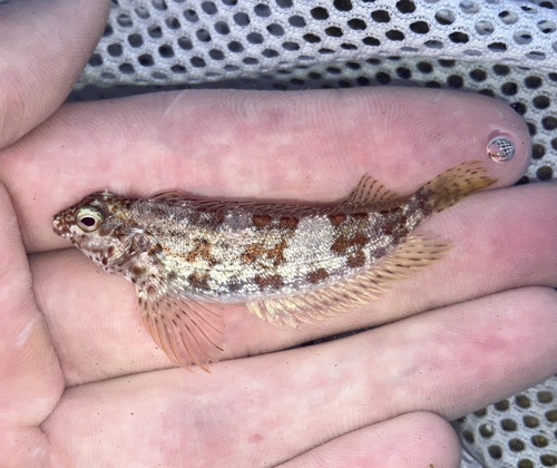 Glossy blenny (Malacoctenus zonifer) — Labrisomidae — 2