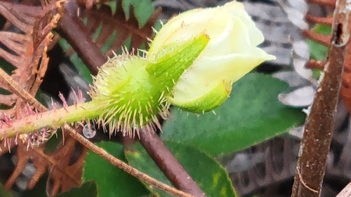 Rosa laevigata observed 2026-01-03
