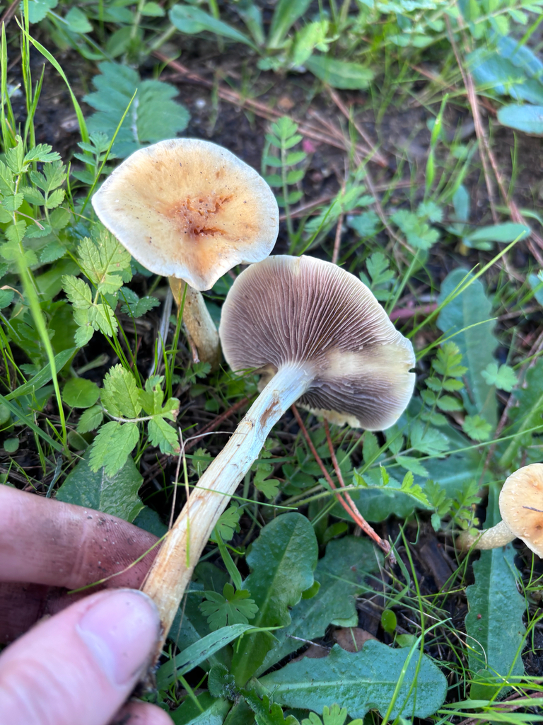 Leratiomyces percevalii · January 2026 · photo: © reago (iNaturalist, cc-by)