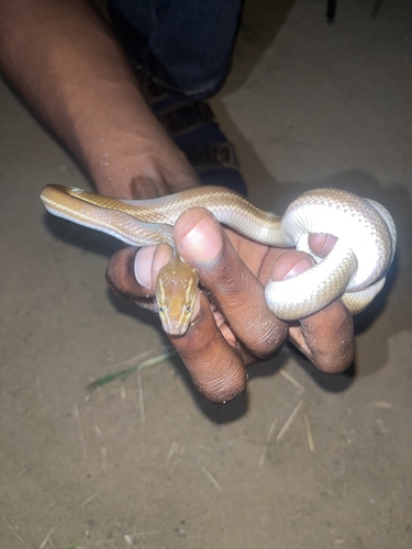 Striped House Snake