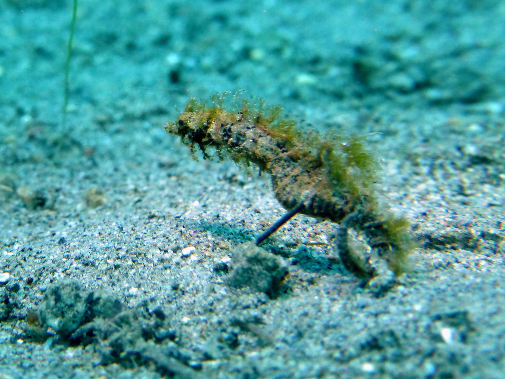 Dwarf Pipehorse