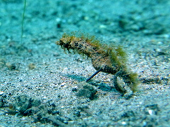 Acentronura breviperula