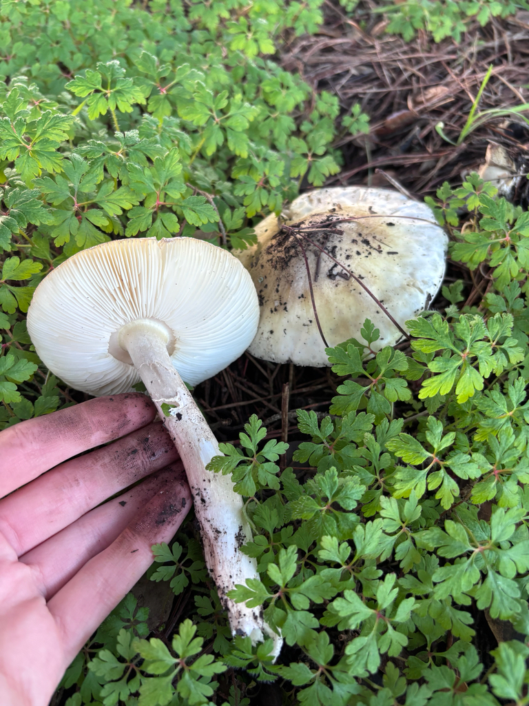 Amanita phalloides · January 2026 · photo: © reago (iNaturalist, cc-by)