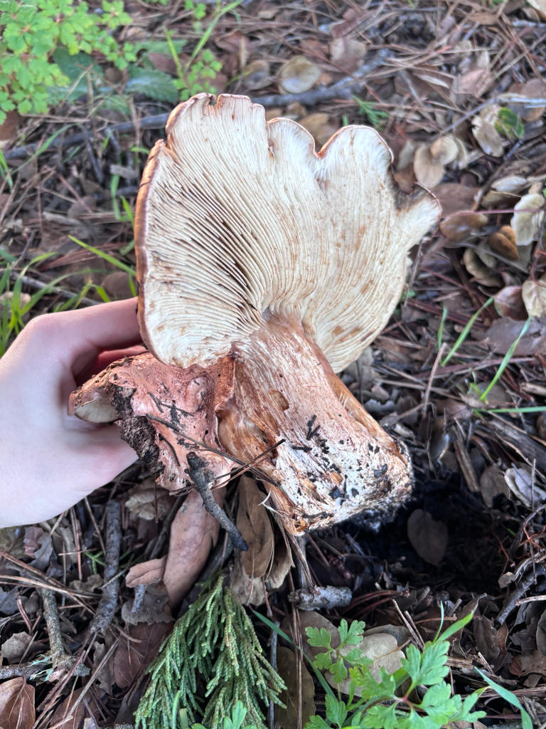 Tricholoma dryophilum · January 2026 · photo: © reago (iNaturalist, cc-by)