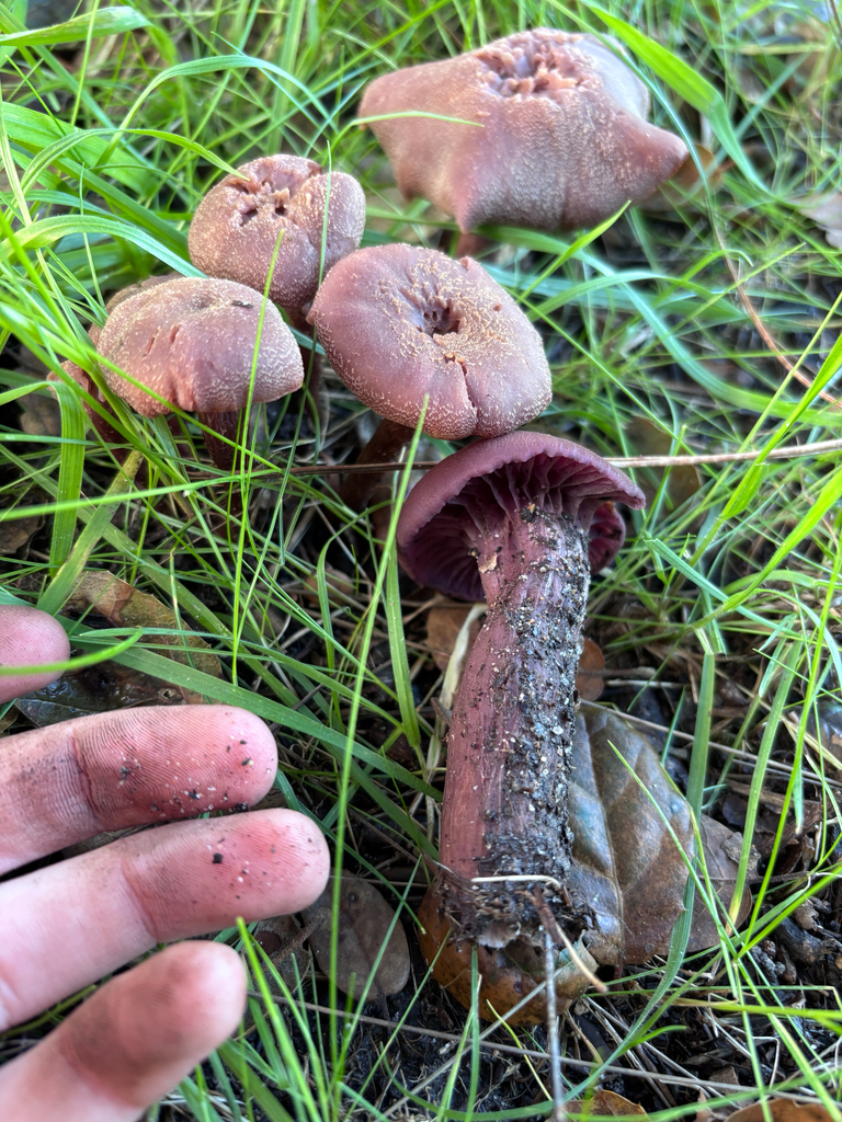 Laccaria amethysteo-occidentalis · January 2026 · photo: © reago (iNaturalist, cc-by)