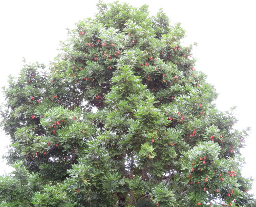 Image of Blighia sapida by (c) Millie Basden, some rights reserved (CC BY)