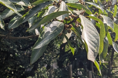 Lindera megaphylla, photograph 6