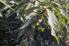 Lindera megaphylla, photograph (c) 許文俊, some rights reserved (CC BY-SA)