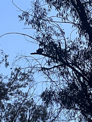 View observation of {o.common_name} on iNaturalist