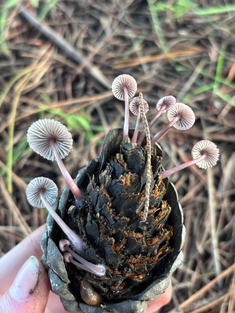 Mycena purpureofusca · January 2026 · photo: © reago (iNaturalist, cc-by)