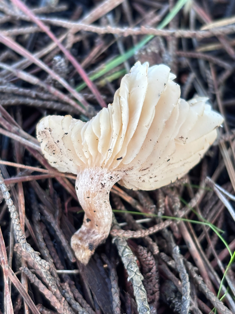 Clitocybe fragrans · January 2026 · photo: © reago (iNaturalist, cc-by)