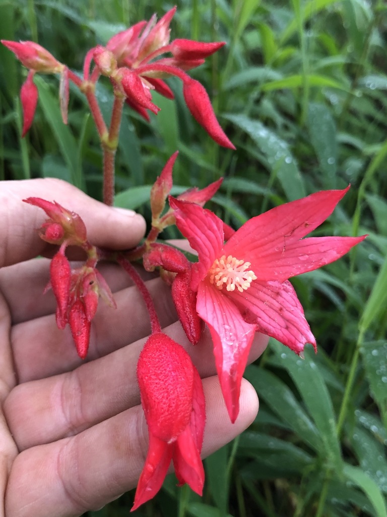 Begonia monadelpha