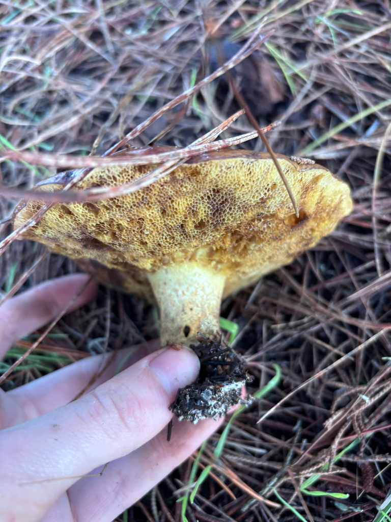 Suillus pungens · January 2026 · photo: © reago (iNaturalist, cc-by)