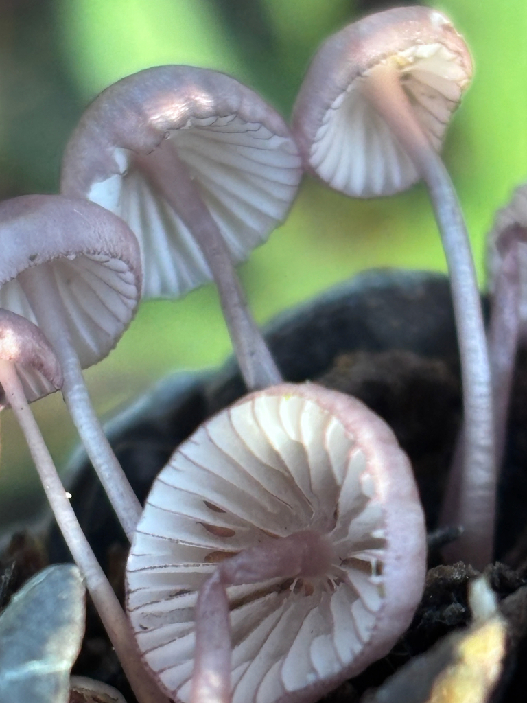 Mycena purpureofusca · January 2026 · photo: © reago (iNaturalist, cc-by)