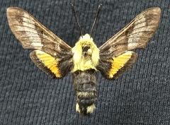 Proserpinus flavofasciata