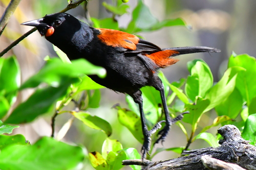 South Island Saddleback (Philesturnus carunculatus), photo 7