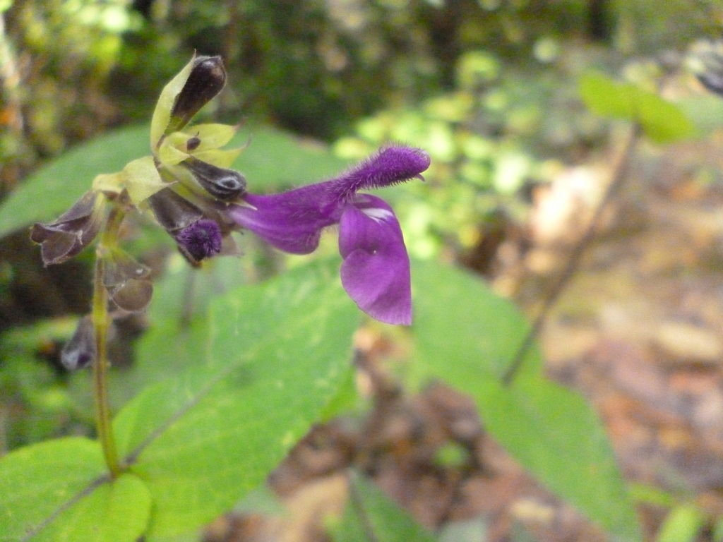 Salvia carreyesii