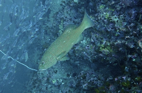 Plectropomus leopardus