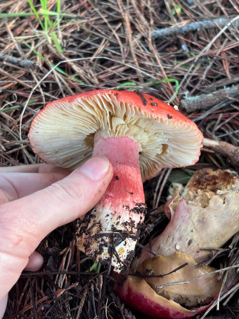 Russula rhodocephala · January 2026 · photo: © reago (iNaturalist, cc-by)