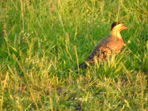 Campo Flicker (Colaptes campestris), photo 5
