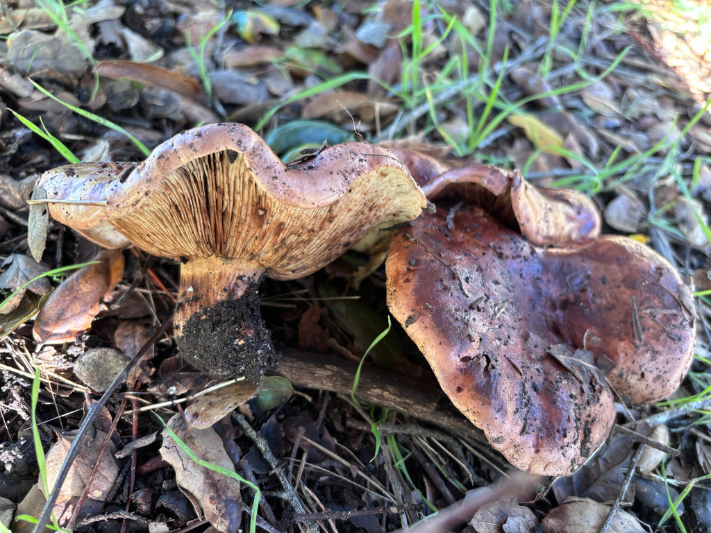 Tricholoma dryophilum · January 2026 · photo: © reago (iNaturalist, cc-by)