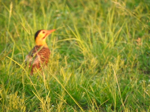 Campo Flicker (Colaptes campestris), photo 6
