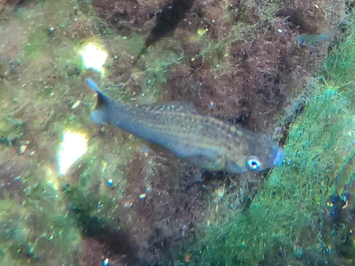 Giant sailfin molly (Poecilia velifera) — Poeciliidae